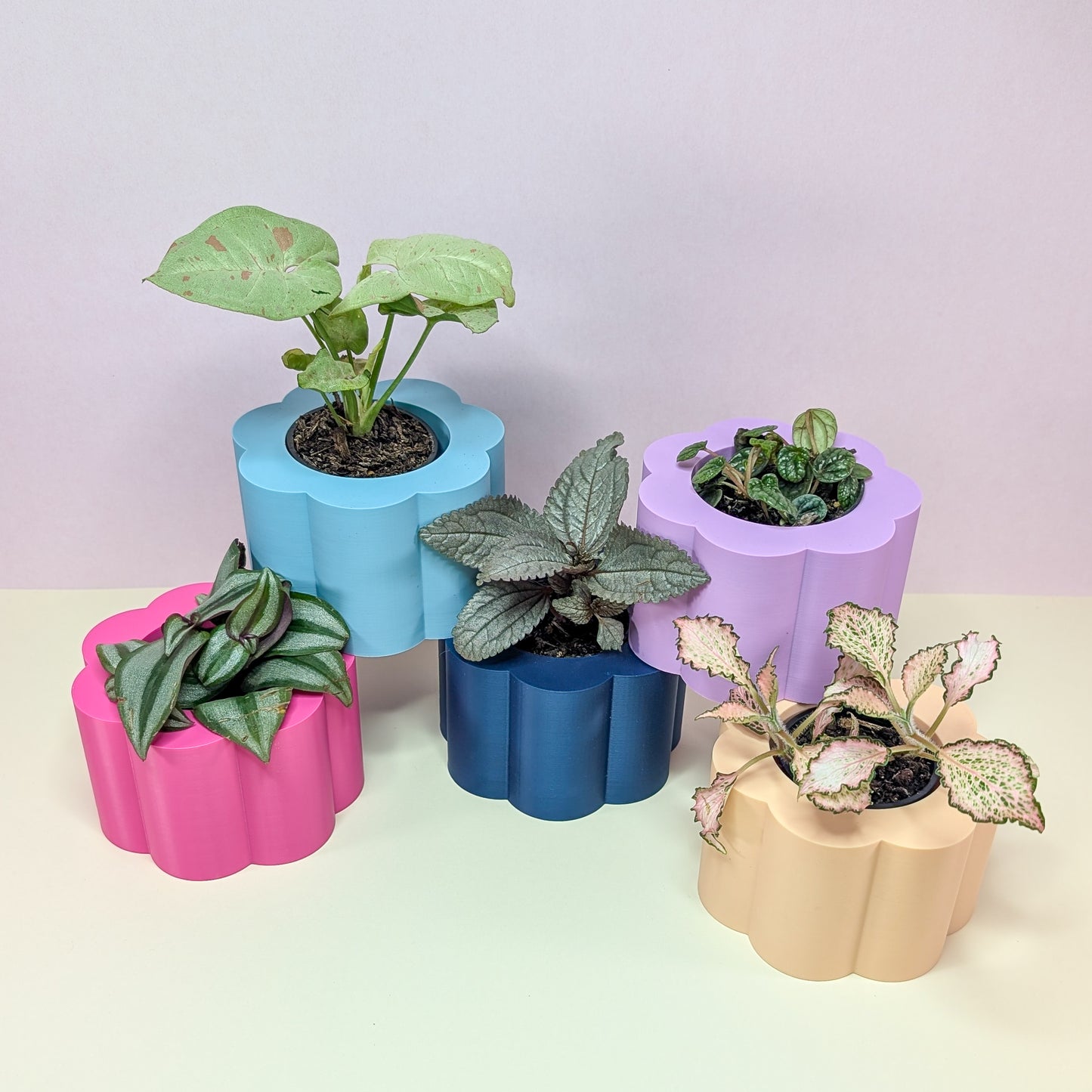 Daisy Pot